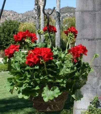 12" Geranium hanging basket