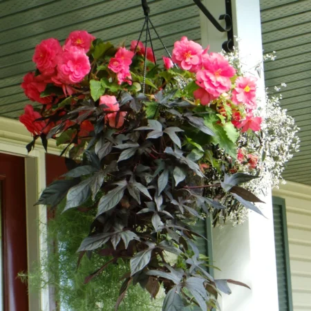 12" Shade Combo Hanging Flower Basket
