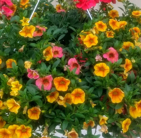 12" Sun Combo Hanging Flower Basket