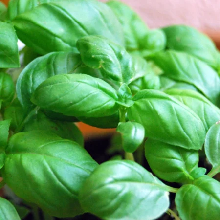 Basil Plant