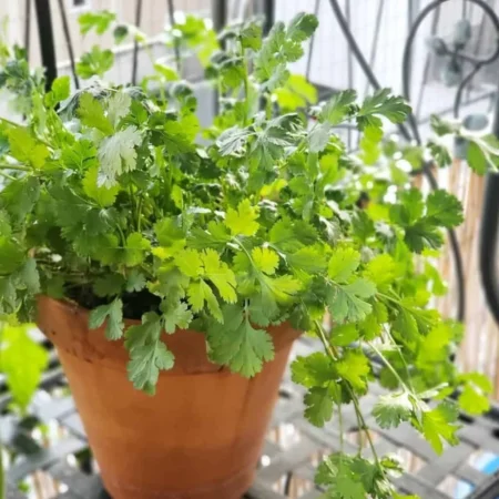 Cilantro Plant