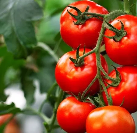 Early Girl Tomato Plant