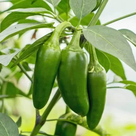 Jalapeno Pepper Plant