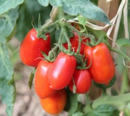 La Roma Tomato Plant