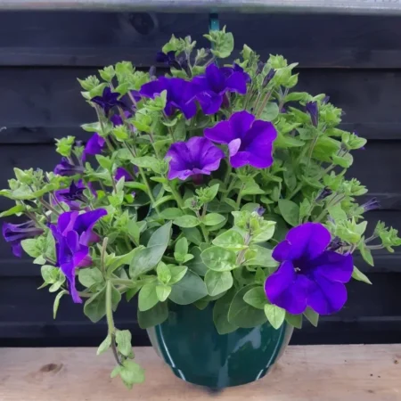 10" Petunia Hanging Flower Basket