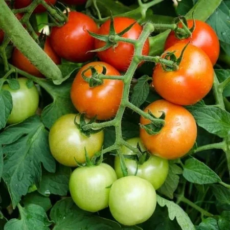 Sweet 100 Cherry Tomato Plant